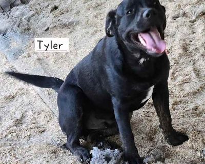 Tyler - Labrador Retriever Male Puppy for Adoption