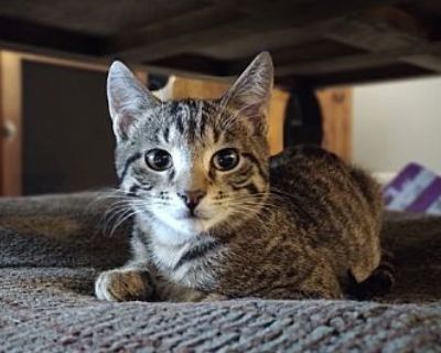 Chebe - Domestic Shorthair Female Kitten for Adoption