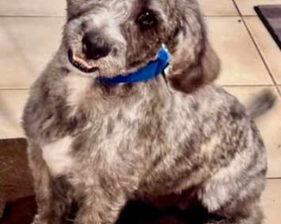 Zeke - Schnauzer (Miniature)/Shih Tzu Mix Male Dog for Adoption