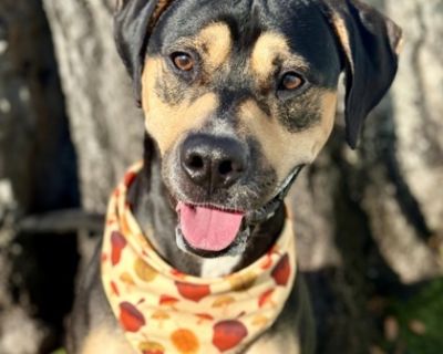 Hi - My name is Diesel! I LOVE: showing off my good manners-I know sit, paw, and I'll even wait politely to eat until you say it's okay. I also enjoy nice walks and making new friends. I KNOW: how to stay calm and gentle, even when things get a little exciting. I met another dog during a walk, and we got along great-just some friendly play and sniffing! IF YOU'RE LOOKING FOR SOMEONE: sweet, wel...