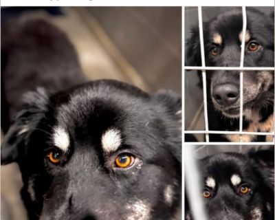 frankie - Male Puppy German Shepherd / Siberian Husky for Adoption