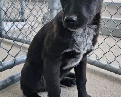 Remy -- LONGTIME RESIDENT! - Shepherd Mix Male Puppy for Adoption