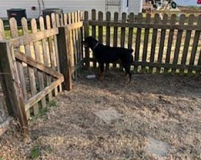 Ghost - Rottweiler Male Dog for Adoption