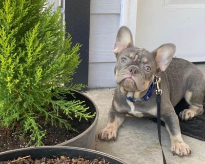 1 Female French Bulldog Puppy for Sale