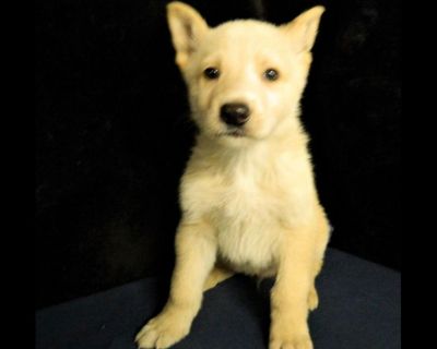 German Shepherd Puppy Dogs For Sale Or Adoption Classifieds In Ft Worth Texas Claz Org