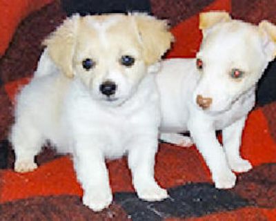 CHIHUAHUA PUPPIES, Tiny cuties! Long & Short Hair. $300. Shots, wormed, guaranteed....