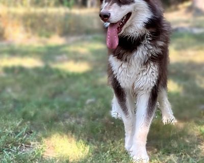 Santaquin - Alaskan Malamute Male Puppy for Adoption