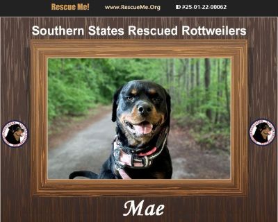 Mae - Female Puppy Rottweiler mix for Adoption