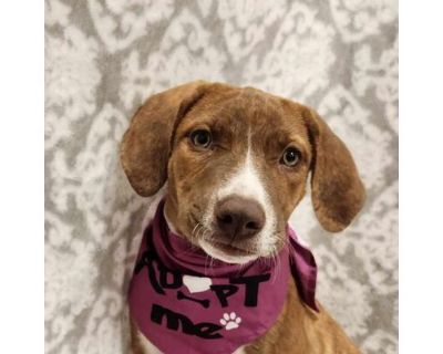 Pumpkin Spice Latte KL - Vizsla/Beagle Mix Female Puppy for Adoption