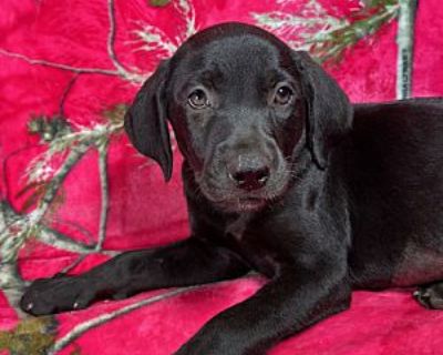 Sparrow - Labrador Retriever/Weimaraner Mix Female Puppy for Adoption