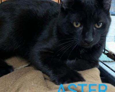 Aster - Domestic Short Hair Male Cat for Adoption