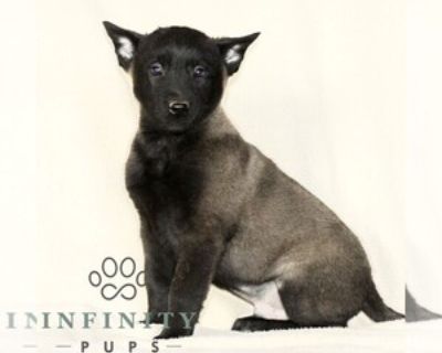 7 Weeks Old * Size at Maturity: Medium * Availability Date: 11/18/2025 * Shipping Area: Nationwide * Payment Method: Personal Check, Paypal, Credit Cards, Cash *. This sweet CKC Belgian Malinois puppy is looking for a great FURever home! Intelligent, loyal and energetic this puppy is sure to be a fun and active part of your daily life. Comes with a 1 year Genetic Health Guarantee, up-to-date wi...