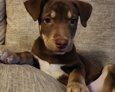 Quinny - Pit Bull Terrier & Retriever Mix Male Puppy for Adoption