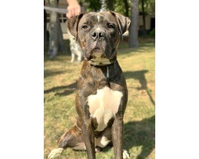 Maynard - Boxer/Cane Corso Mix Male Dog for Adoption