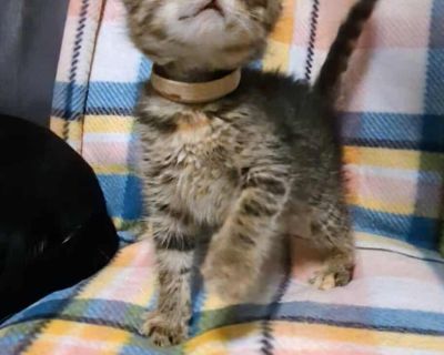 Cashmere - Domestic Short Hair Female Cat for Adoption