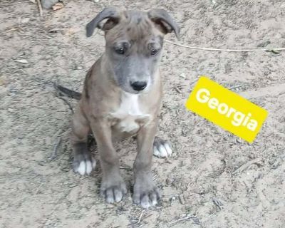 Georgia - Pit Bull Terrier Mix Female Puppy for Adoption