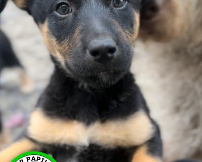 Rumi - German Shepherd Dog & Poodle Mix Female Dog for Adoption