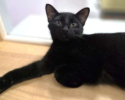 Cluck - Domestic Shorthair Male Cat for Adoption