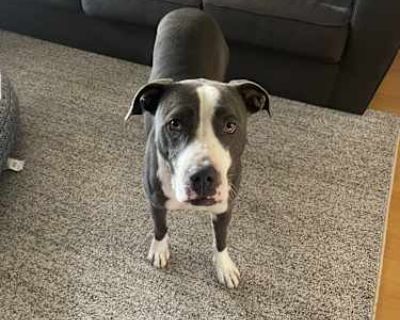 Lady - American Pit Bull Terrier Female Puppy for Adoption