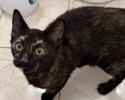 *We prefer (not 100% required for some) young kittens go into homes together or with other animals already in the home because of Single Kitten Syndrome* Meet Treble! She is part of the Key Musical Terms Litter! She is SUPER outgoing and playful! She is your typical average kitten that is so full of energy and loves attention! Treble is spayed, has age-appropriate vaccines, microchipped, flea t...