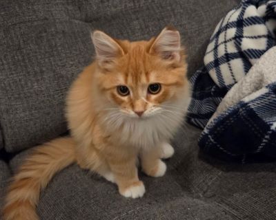 dob 6/15/25 Elmer came to TC Paw from a TNR project. He is shy but sweet. In just a couple of weeks, he warmed up in his foster home, and now he enjoys being around people to be petted and scratched. He doesn't much like being picked up and held yet. We're working on that. Elmer has a beautiful orange coat and an adorable face. He gets along with kids and other cats. This little guy has shown h...