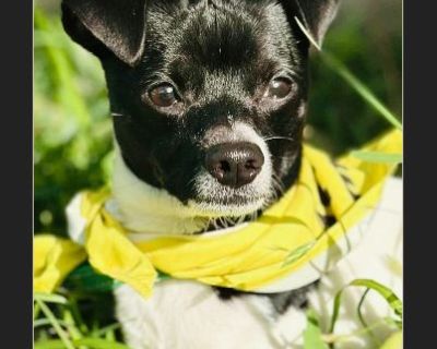 Yin - Male Puppy Chihuahua / Jack Russell for Adoption