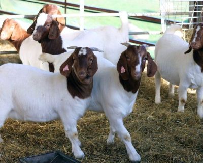 We supply Bucks/Does/Kids/Pregnant Goats/Boer goat semen, We have a large selection of Boer Goat X, Pure Bred and Full Blood (registered) Does age between 6 months to 5 years old. Regularly vaccinated, wormed and feet trimmed. contact at Maria Livestock Farm for more details and information's as soon as possible...