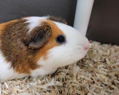 CINNAMON - Guinea Pig Female for Adoption