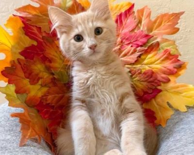 Child. Gray or blue (mostly). Adoption process CCHS has animals available for adoption through a number of different avenues. Many of our kittens and all dogs are cared for in loving foster homes until they are adopted. Teenage, adult, senior and special-needs cats reside at Kitty Corner, an on-site, private cat shelter where cats are allowed to free-roam at all times, lounge in sunny windows a...