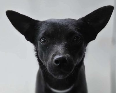 Apricot - 2 years, 11lbs, Chi Mix, Spayed This dog is eligible to join our foster-to-adopt program. Please email fostertoadopt@socialteesnyc.org with the animal's name in the subject line if you are interested! Want to straight up adopt? Submit an adoption application at socialteesnyc.org Level of dog ownership experience needed: BEGINNER: This means we predict this dog will be low on the chall...