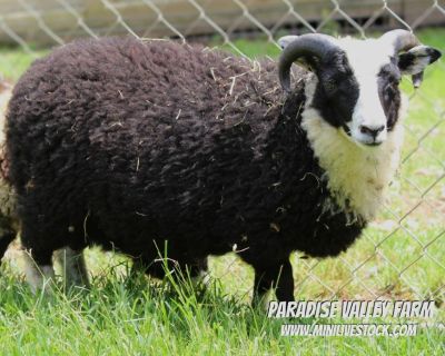 Miniature Sheep - Shetland Rams
