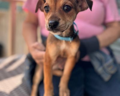 Meet Oakley - fearless, fun, and full of heart. Oakley is one of our Forest Wonders litter, born in early August, and this little Chihuahua mix is the definition of tiny but mighty. She's got the confidence of a big dog in a small body and isn't afraid to show it - playful, curious, and always up for whatever the day brings. Oakley loves romping with her littermates, chasing toys, and then curl...