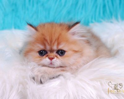 Golden Chinchilla Female Kitten