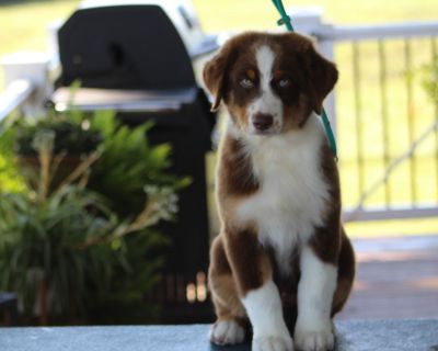 2 Male Australian Shepherd Puppies for Sale