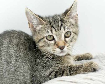 Meet Zander will rock your world! Super tiny cutie! Our fosters are have so many kittens are now big enough to be adopted. They are anywhere from 8 to 10 wks old so ALL are TOO SMALL TO GO as SOLO pets to a home UNLESS u already have a young cat in your home - so have to be paired up. They are absolutely the sweetest and simply some of the cutest and prettiest kitties ever! Zander Ares and sist...