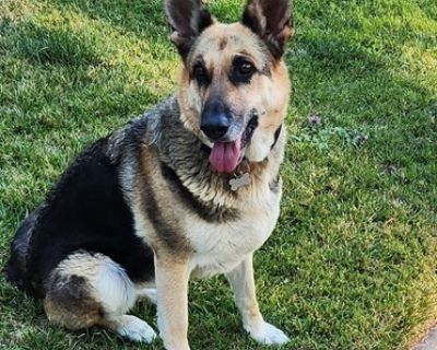 I'm Mariah (half of the Flopsy and Mariah dynamic duo) and I am an affectionate, energetic, playful female German Shepherd. I enjoy my toys, going on walks, while occasionally pulling on my leash when I see something exciting to me. However, when this happens, I am also learning to focus back to my person as I am eager to please. Another way I enjoy spending my time is when I get to go for a ca...