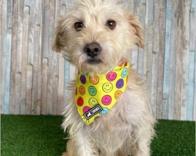 SASHA - Female Puppy Cockapoo mix for Adoption