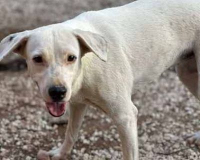 Allie - Labrador Retriever/Mixed Breed (Medium) Mix Female Puppy for Adoption