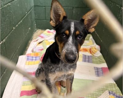 Wren was given away on Craig's List. She looks to be an Australian Cattle Dog or Blue Heeler mix. She is approximately 6 months old. The person who got her off of Craig's List surrendered her to the vet clinic where I work. She will be spayed before she is adopted. She is current on vaccinations and on heartworm prevention. She is very high energy and needs an owner who is experienced with dogs...