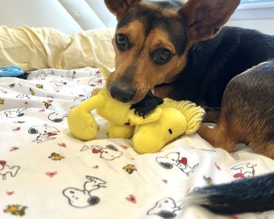 Doris - 1 year, 18lbs, Corgi/Beagle Mix, Spayed This dog is eligible to join our foster-to-adopt program. Please email fostertoadopt@socialteesnyc.org with the animal's name in the subject line if you are interested! Want to straight up adopt? Submit an adoption application at socialteesnyc.org Level of dog ownership experience needed: BEGINNER: This means we predict this dog will be low on the...