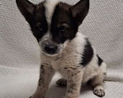 Garnet - Australian Cattle Dog/Husky Mix Male Puppy for Adoption