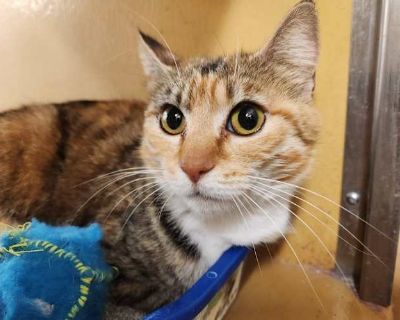 Tivali - Domestic Shorthair Female Cat for Adoption