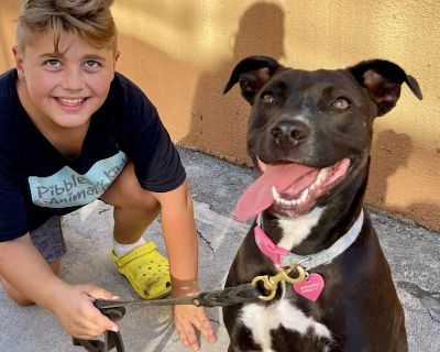 Turtle - American Staffordshire Terrier Female Puppy for Adoption