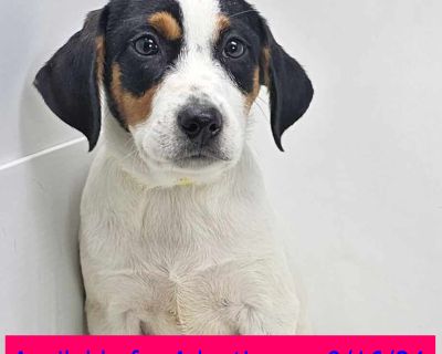 Blanie - Beagle & Terrier Mix Male Puppy for Adoption