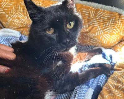 Big Val - Domestic Shorthair Female Cat for Adoption