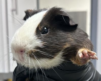 Gobi - Guinea Pig Mix Male for Adoption