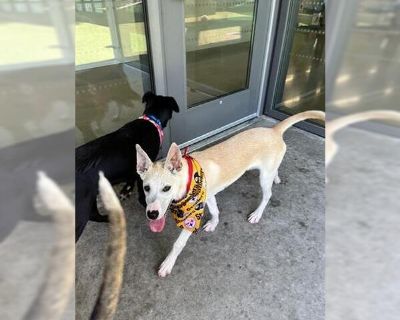 JULES - Labrador Retriever Mix Female Puppy for Adoption