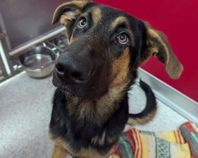 Tanner - German Shepherd Dog Male Puppy for Adoption