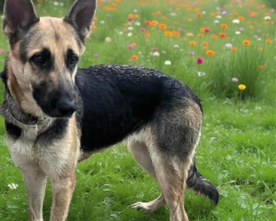 XANA GS - German Shepherd Dog Female Dog for Adoption