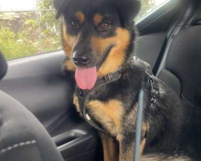 Bruno - Rottweiler/German Shepherd Dog Mix Male Dog for Adoption